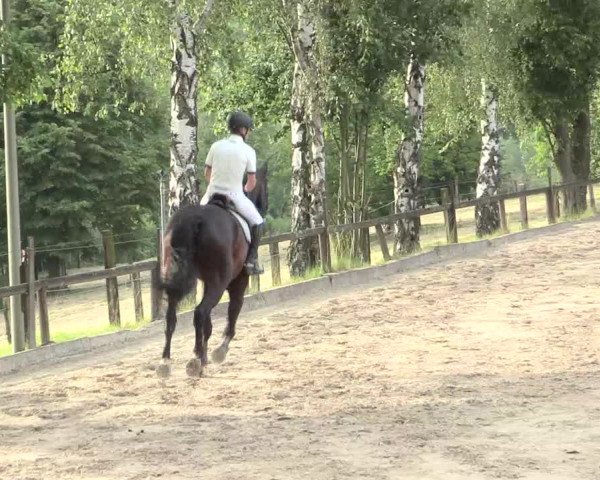 Reitturnier Erkrath - Uhlenhof 2016