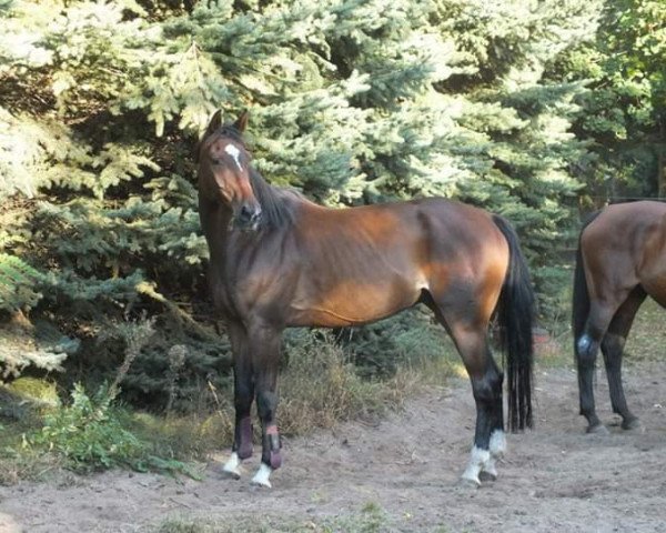 horse Catapult 10 (Hanoverian, 2002, from Carismo II 123 FIN) horse Catapult 10 (Hanoverian, 2002, from Carismo II 123 FIN)