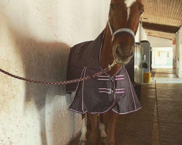 horse Cordano (German Sport Horse, 2009, from Casado)