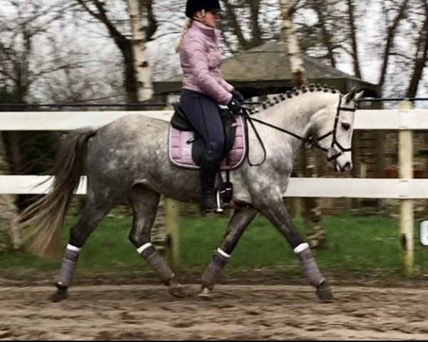 horse Dancing Girl (German Riding Pony, 2016, from Basall)