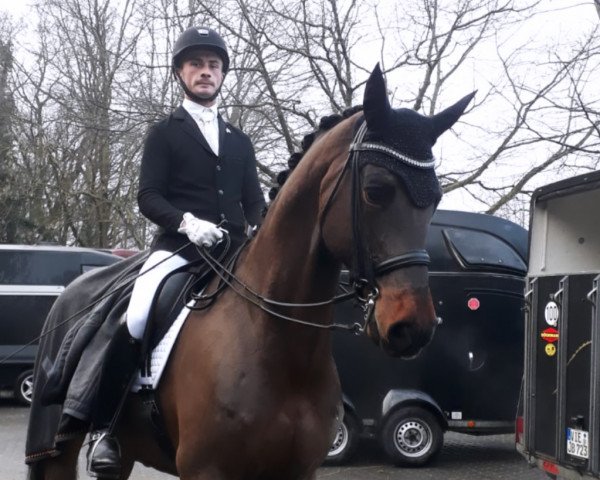 dressage horse Damaskus 51 (Oldenburg, 2005, from Don Romantic)