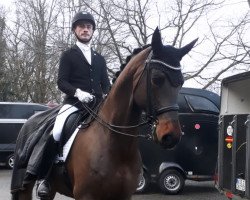 dressage horse Damaskus 51 (Oldenburg, 2005, from Don Romantic)