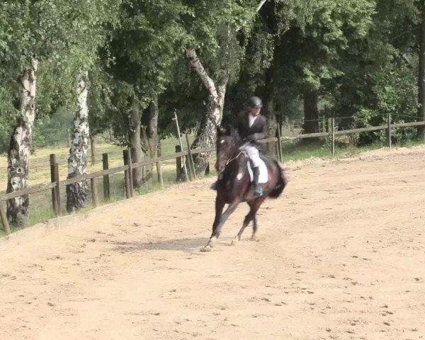 Reitturnier Erkrath - Uhlenhof 2016
