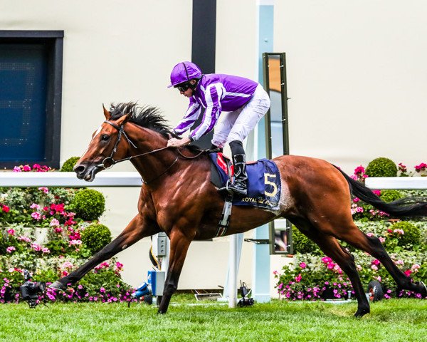 horse Japan xx (Thoroughbred, 2016, from Galileo xx)
