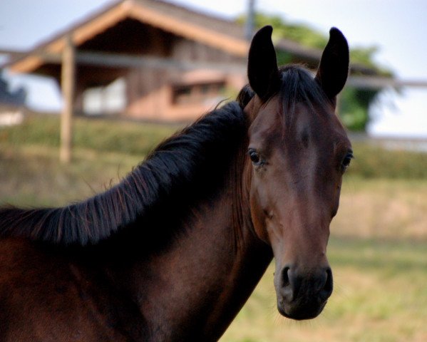 horse FedEx (Hanoverian, 2018, from Fürst Wilhelm)