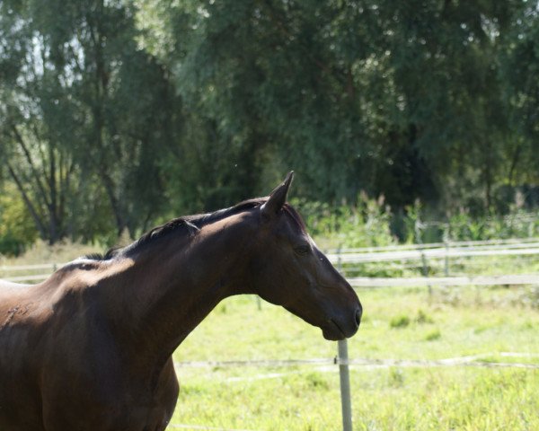 jumper Idol 59 (Polish Warmblood, 2005, from Liban)