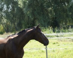 jumper Idol 59 (Polish Warmblood, 2005, from Liban)