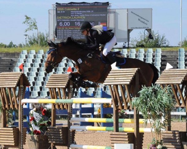jumper Colmetta (KWPN (Royal Dutch Sporthorse), 2007, from Ol Metta)
