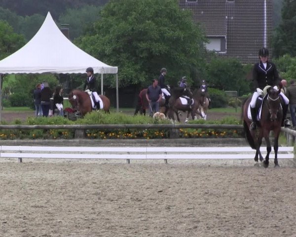 Ponyturnier Billerbeck 2016
