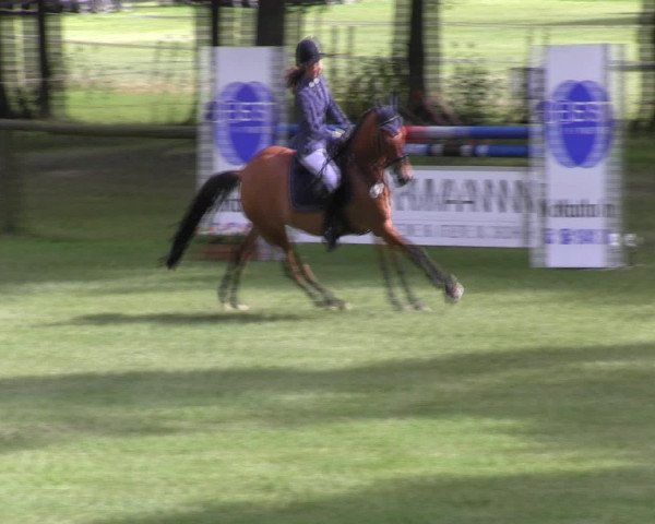 Ponyturnier Billerbeck 2016