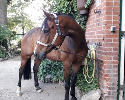 dressage horse Florida 145 (German Warmblood, 2008, from Unbekannt)