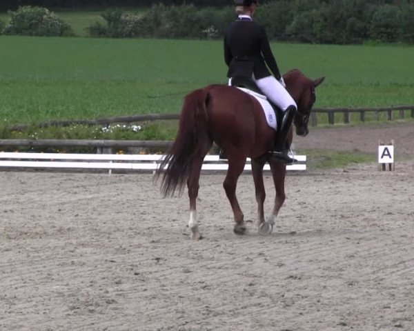 Ponyturnier Billerbeck 2016