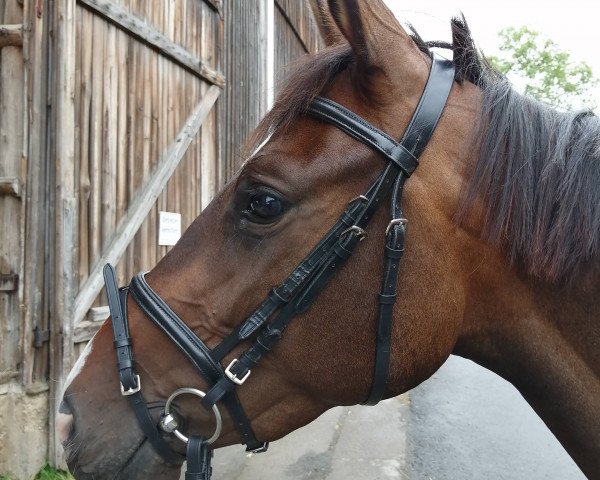 broodmare Ribanna (Trakehner, 2016, from Sir Oliver)