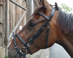 broodmare Ribanna (Trakehner, 2016, from Sir Oliver)