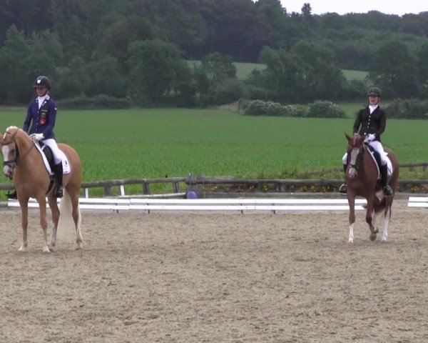Ponyturnier Billerbeck 2016