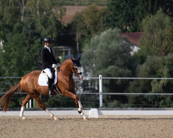 horse Panegro (Oldenburg, 2015, from Negro)