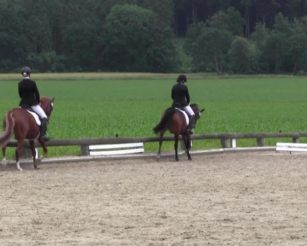 Ponyturnier Billerbeck 2016
