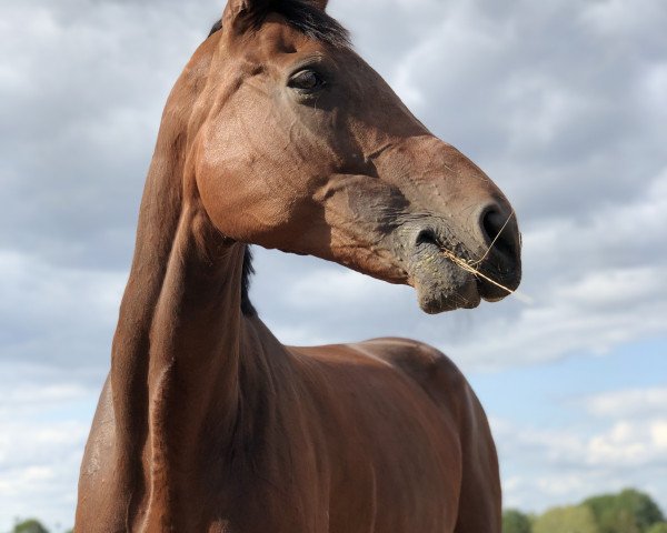 jumper Florence 143 (Hanoverian, 2008, from Florencio I)