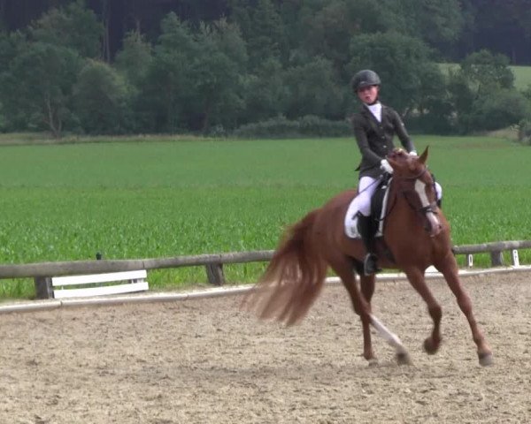 Ponyturnier Billerbeck 2016