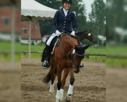 Dressurpferd Donnerblitz 20 (Deutsches Reitpony, 2006, von Diamond Boy)
