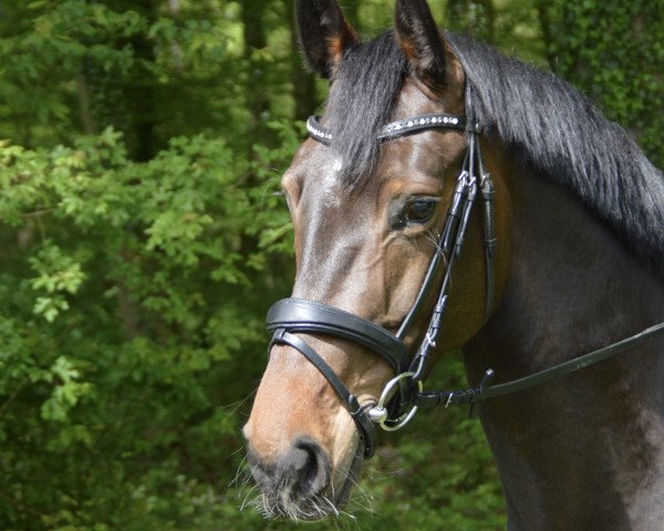 jumper Lotta 279 (Oldenburg show jumper, 2015, from Larcon)