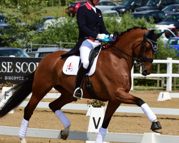 Dressurpferd Classic Briolinca (KWPN (Niederländisches Warmblut), 2006, von Trento B)
