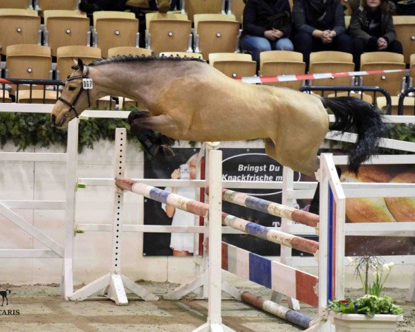 horse Mic Mac (German Riding Pony, 2014, from Eiluns Monopoly)