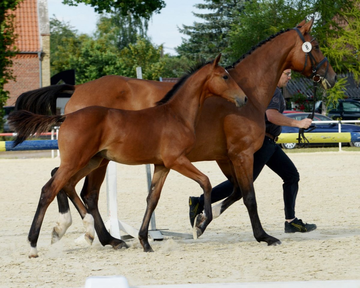 jumper Caspar (Westphalian, 2019, from Casallco)