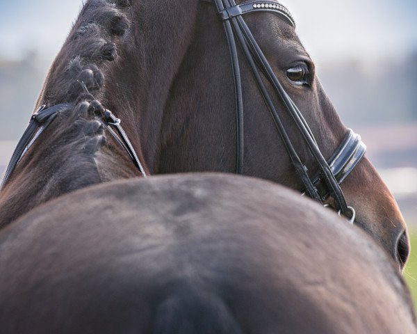 horse Elvis (Freiberger, 2006)