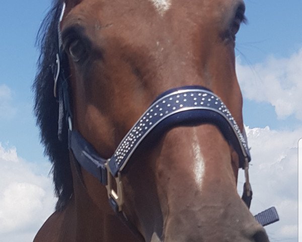 Jumper Cato 62 (Württemberger, 2003, from Capone II)