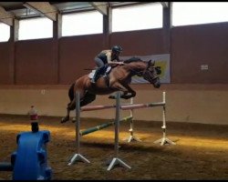 jumper Zabel 3 (Polish Warmblood, 2013)