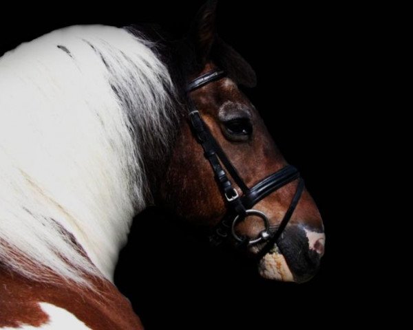 horse Little Joe (unknown, 1994)