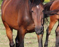 dressage horse Liberty 346 (Holsteiner, 2007, from Landos)