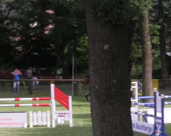 Ponyturnier Billerbeck 2016
