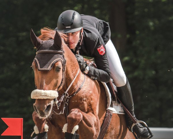 Springpferd Clarence S (Holsteiner, 2006, von Canto)