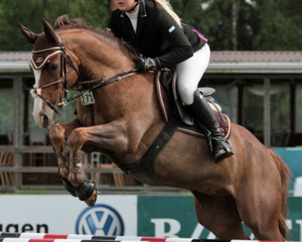 Pferd Harthoeve's Storm (New-Forest-Pony, 2004, von Orchid's Tygo)