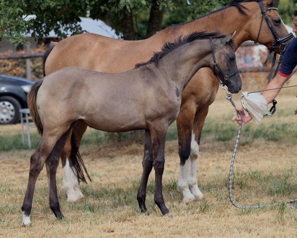 horse Cherise du Bois (German Riding Pony,  , from Designed in Black AT)