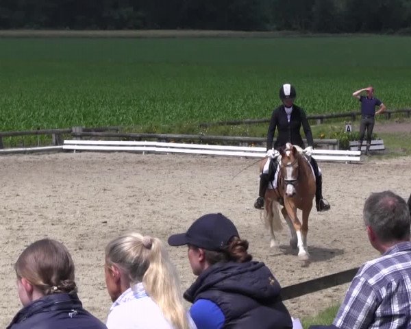 Ponyturnier Billerbeck 2016