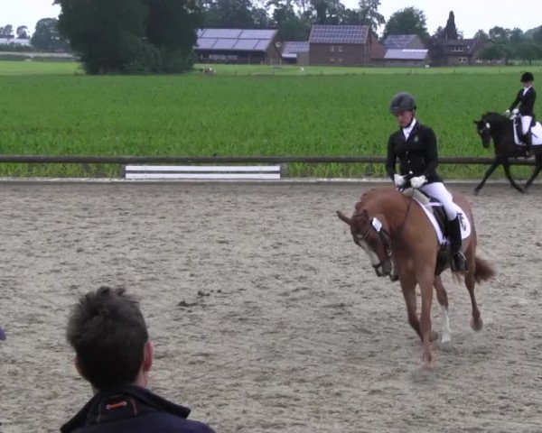 Ponyturnier Billerbeck 2016