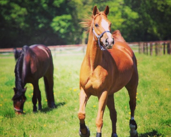 dressage horse Boris 236 (Trakehner, 2010, from Lombardi)