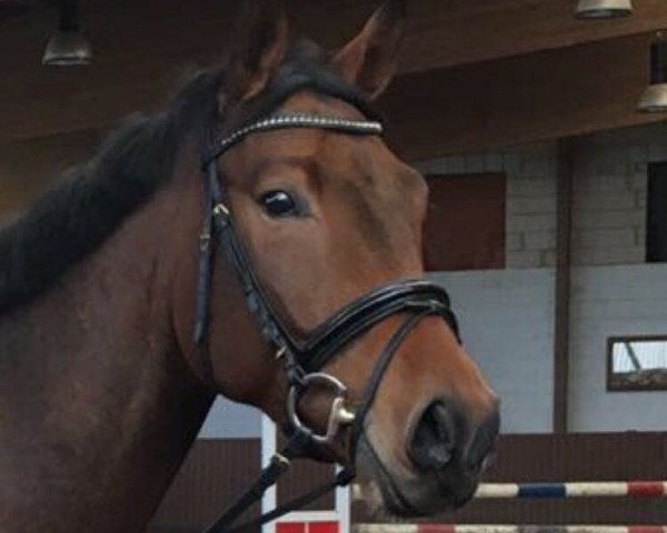 dressage horse Samson GK (Oldenburg, 2013, from Serano Gold)