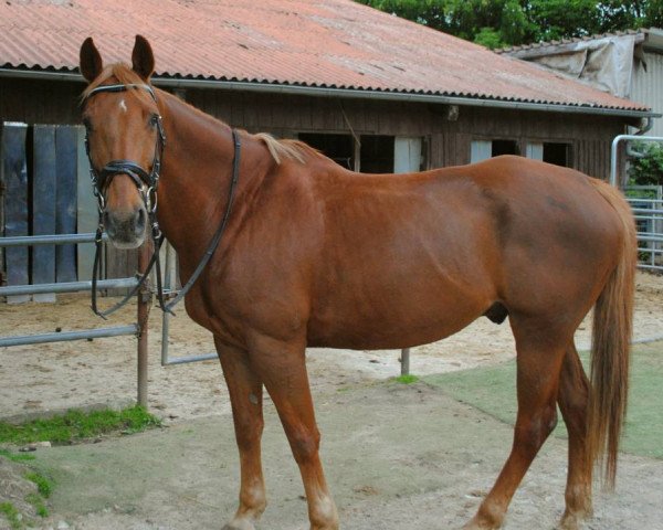 jumper Archi (Irish Sport Horse, 2004) jumper Archi (Irish Sport Horse, 2004)