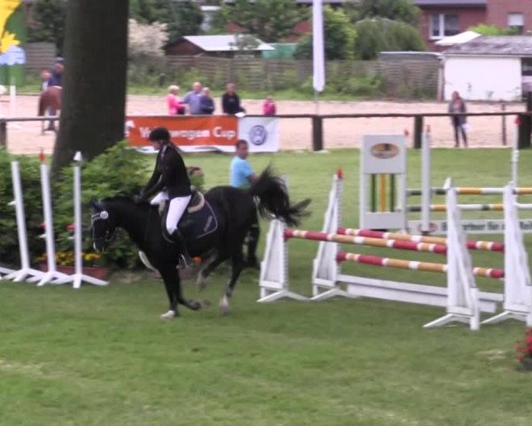 Ponyturnier Billerbeck 2016