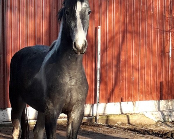 stallion Rub Naquitol (German Warmblood, 2016, from Nebrasco)