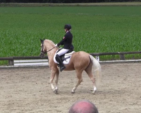 Ponyturnier Billerbeck 2016