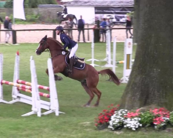 Ponyturnier Billerbeck 2016