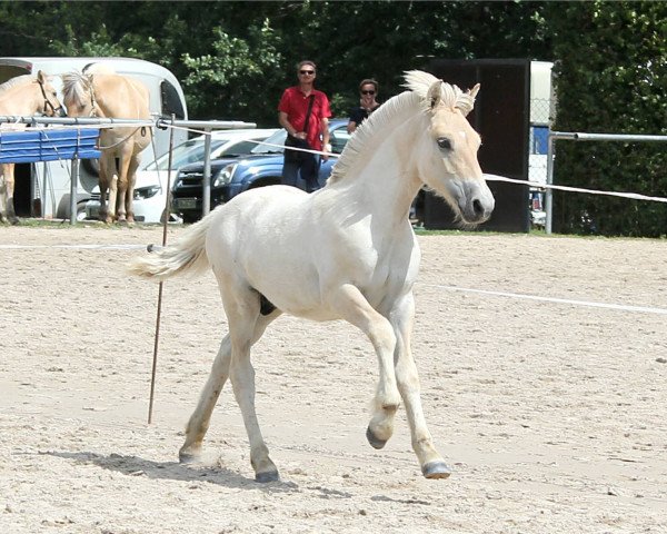 horse Geri (Fjord Horse, 2019, from Golf Gudenå) horse Geri (Fjord Horse, 2019, from Golf Gudenå)