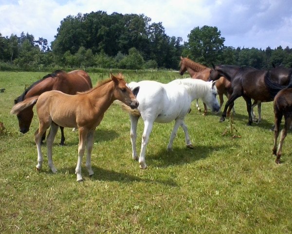 horse Rub Greenwood Fox (New Forest Pony, 2014, from Greenwood Rascal)