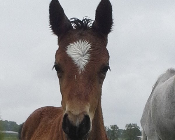 broodmare Rub Continia (German Warmblood, 2016, from Nebrasco)