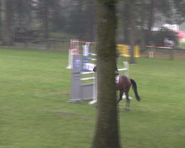 Ponyturnier Billerbeck 2016